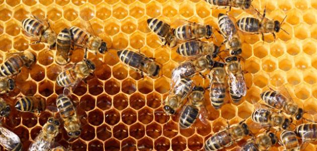 النحل -     عدد حيازات النحل 1046 في التعداد الزراعي لعام 2017 22-3