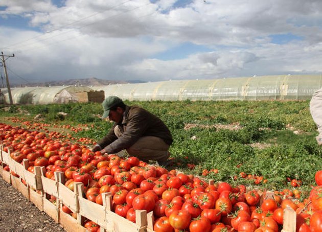 وزارة الزراعة: تعليق تصدير محصول البندورة وزارة الزراعة: تعليق تصدير محصول البندورة