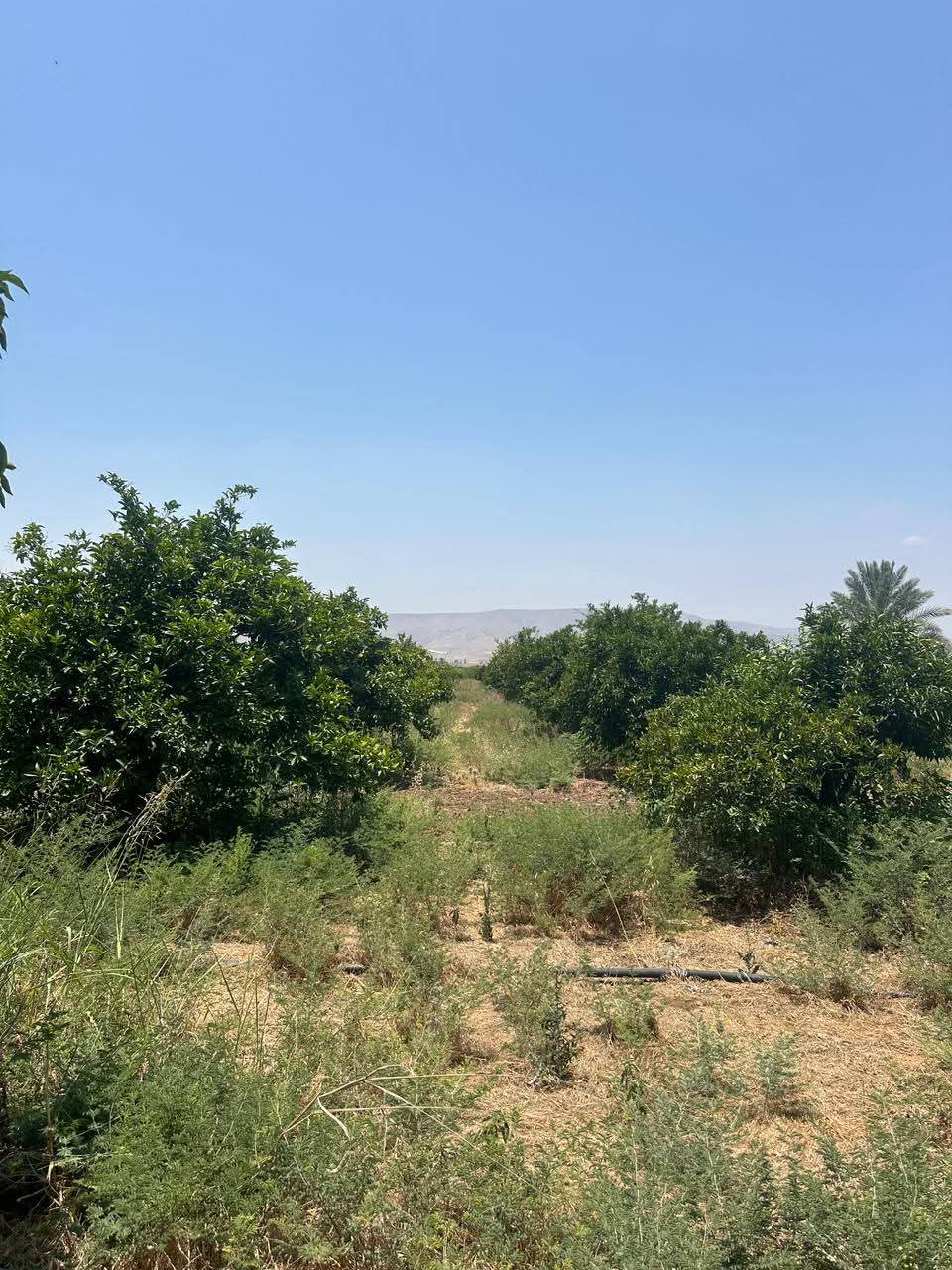 زراعة الأغوار الشمالية تدعو المزارعين للتحوط من آثار ارتفاع الحرارة زراعة الأغوار الشمالية تدعو المزارعين للتحوط من آثار ارتفاع الحرارة