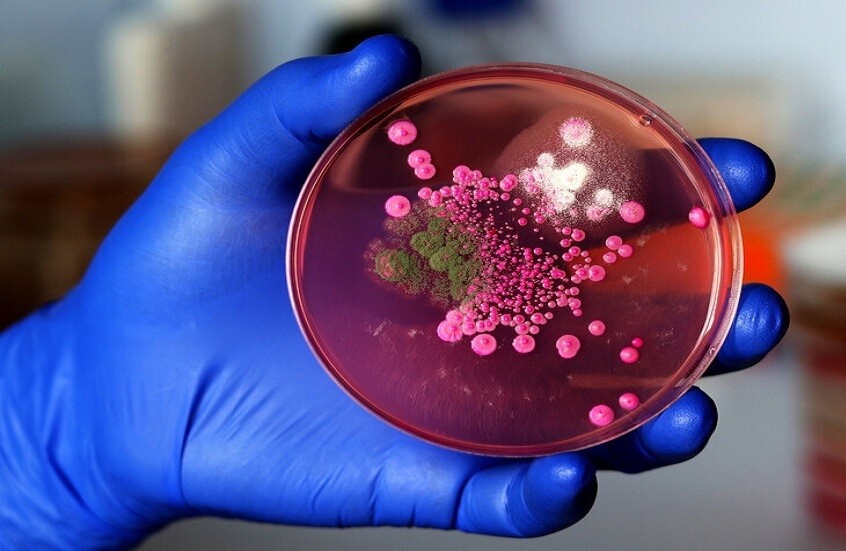 نوع جديد من الفطريات يهاجم الدماغ البشري! نوع جديد من الفطريات يهاجم الدماغ البشري!