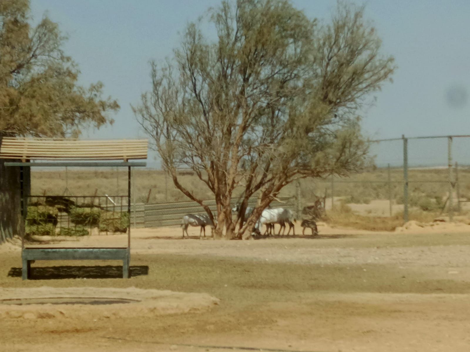 مركز شباب الدفيانة ينظم زيارة إلى محمية الشومري البرية وقلعة الأزرق