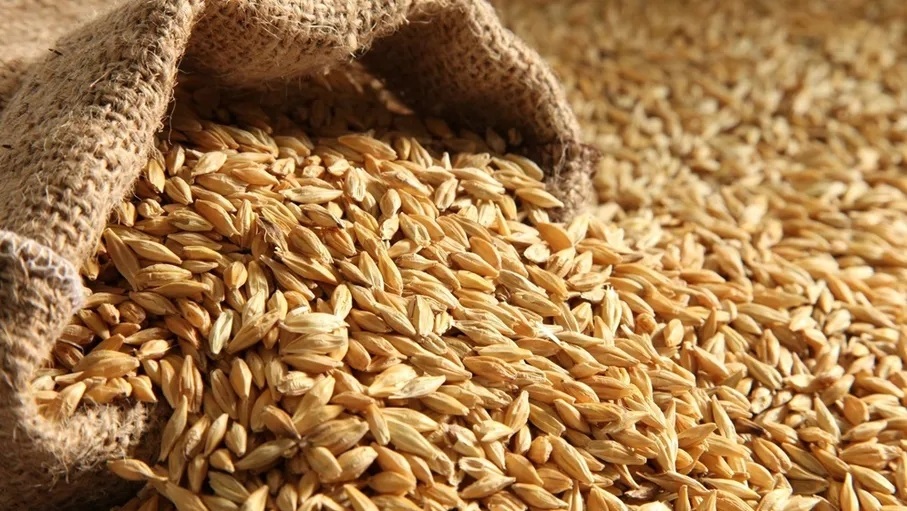 رفع سعر طن الشعير لمربي الثروة الحيوانية عدا الأغنام 5 دنانير رفع سعر طن الشعير لمربي الثروة الحيوانية عدا الأغنام 5 دنانير