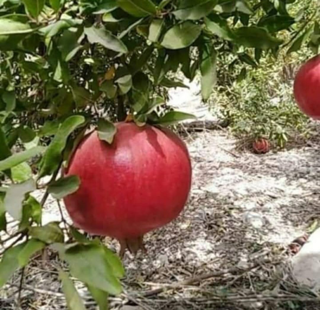 “زراعة إربد”: 23 الشهر الحالي موعد إقامة مهرجان الرمان “زراعة إربد”: 23 الشهر الحالي موعد إقامة مهرجان الرمان
