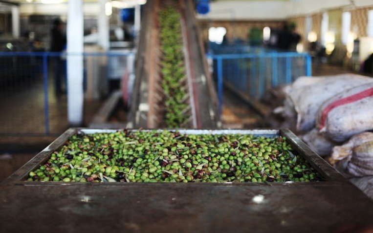 الإحصاءات: أداء ضعيف لإنتاج زيت الزيتون الإحصاءات: أداء ضعيف لإنتاج زيت الزيتون