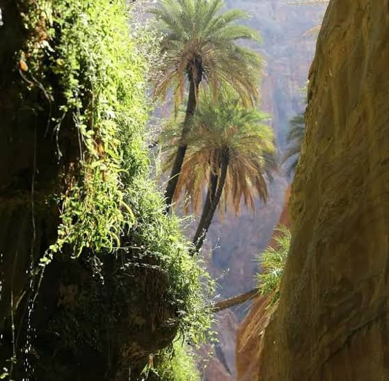 وادي الأردن: مليون نخلة منتجة للتمر المجهول مع نهاية العام وادي الأردن: مليون نخلة منتجة للتمر المجهول مع نهاية العام