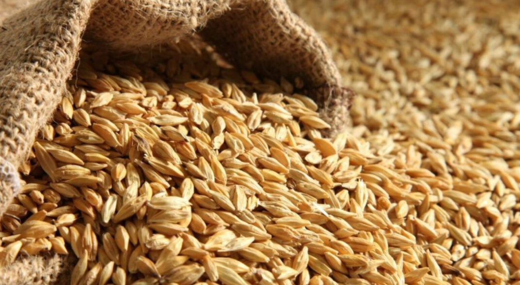 تثبيت سعر بيع طن الشعير لجميع مربي الثروة الحيوانية والشركات المستوردة تثبيت سعر بيع طن الشعير لجميع مربي الثروة الحيوانية والشركات المستوردة