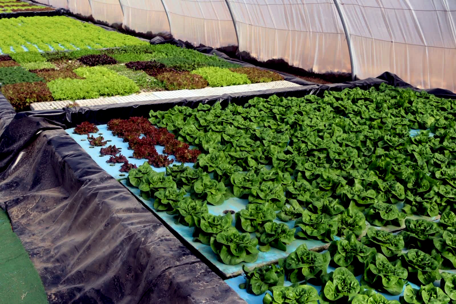 جرش: تنفيذ 276 مشروع حصاد مائي لتحسين القطاع الزراعي