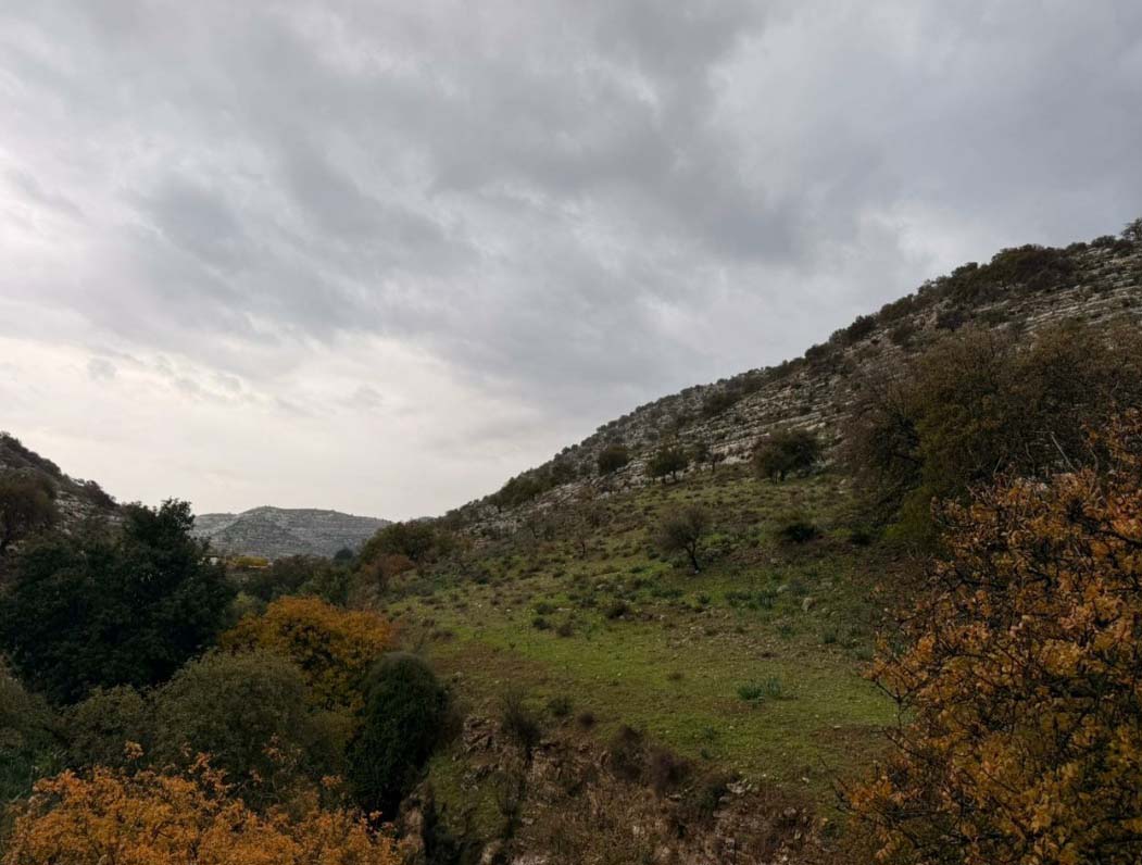 الخصاونة: أمطار كانون عصب الحياة للزراعة البعلية