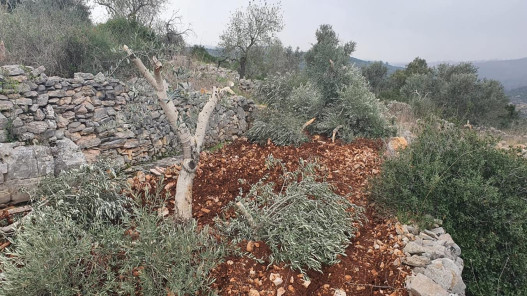 مستوطنون يقتلعون 500 شجرة ويعتدون على الممتلكات جنوبي الخليل​ 