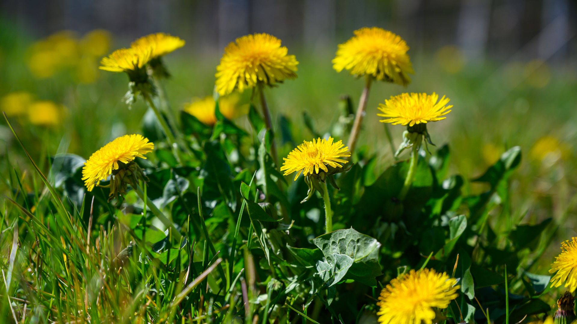 هندباء عجلون.. كنز بري بنكهة صحية وفوائد علاجية