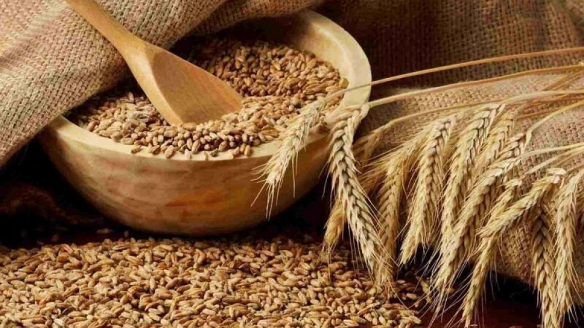 طرح عطاء لشراء كميات من الشعير